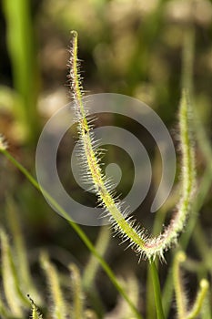 Stem of sundew plant with insects in the sticky mucilage