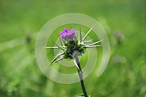 A stem with a thorny flower in the garden