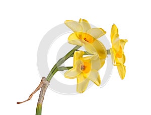 Stem with three flowers of a yellow daffodil cultivar isolated