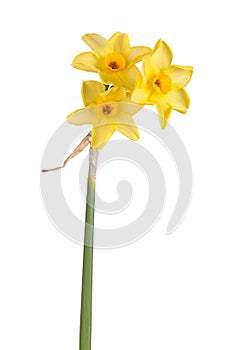 Stem with three flowers of a yellow daffodil cultivar isolated