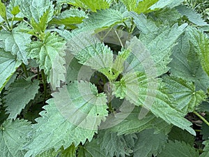 Stem tops of the stinging nettle in spring sunny morning photo