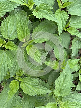 Stem tops of the stinging nettle in spring sunny morning photo