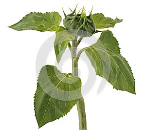 Stem with unopened bud of sunflower flower and green leaves on white background