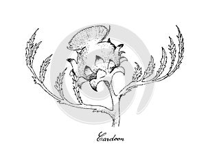 Hand Drawn of Fresh Cardoon Flower on White Background