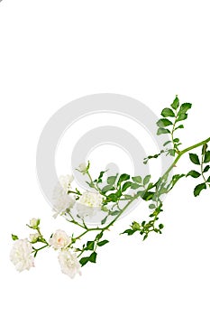 Stem of white carpet roses