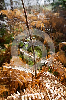 Stem of a wild rose growing amongst dead ferns, backlit by the December sun, Witty`s Lagoon