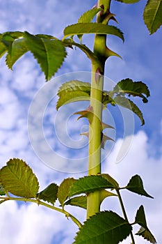 The stem of wild rose with thorns