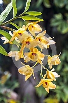 Stem of Yellow Dendrobium Orchid Flowers Covered in Raindrops