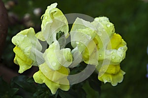 Stem of yellow snapdragons