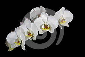 Stem of Yellow and White Phalaenopsis Orchid Flowe