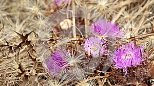 Stemless Atractylis - Atractylis gummifera - wild plants