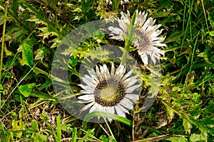 Stemless Carline Thistle