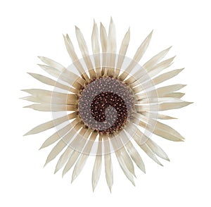 Stemless carline Thistle