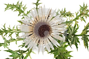 Stemless carline Thistle