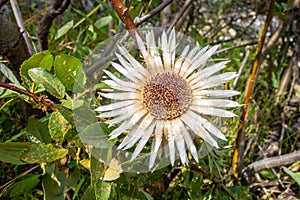 Stemless carline thistle in Vanoise national Park valley, French alps