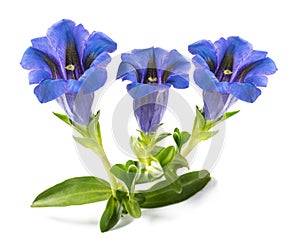 Stemless gentian