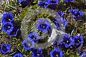 Stemless Gentian