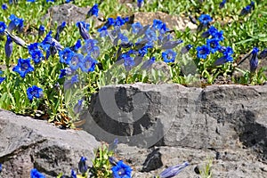 Stemless gentian or Gentiana acaulis