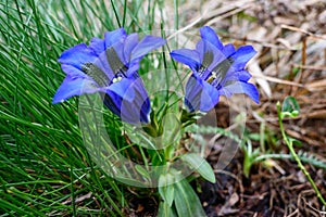 Stemless gentian