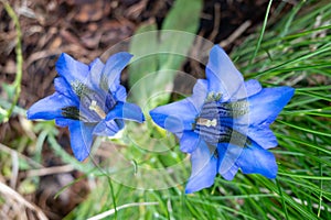 Stemless gentian