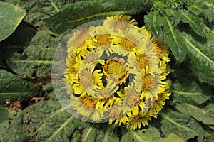 `Stemless Inula` flowers -  Inula Rhizocephala