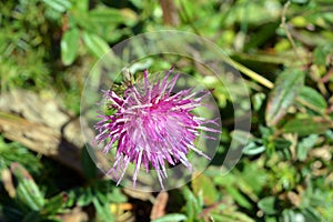 Stemless Thistle in summer day