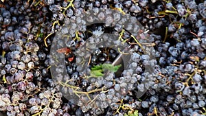 Stemmer crusher crushing grapes at a winery