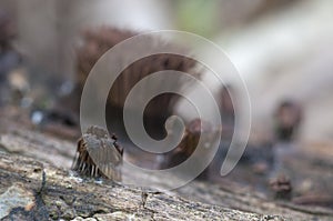 Stemonitis fusca on an old fallen tree