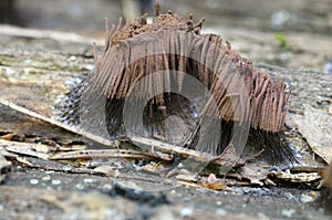 Stemonitis fusca on an old fallen tree, macro shot