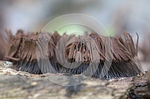 Stemonitis fusca on an old fallen tree, macro shot