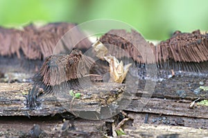 Stemonitis fusca on an old fallen tree, macro shot