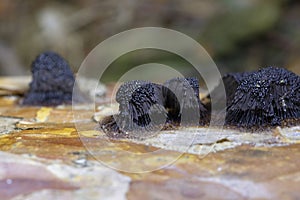 Stemonitis fusca is a species of slime mold. It fruits in clusters on dead wood and has distinctive tall brown sporangia