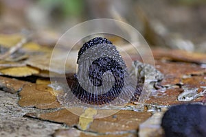 Stemonitis fusca is a species of slime mold. It fruits in clusters on dead wood and has distinctive tall brown sporangia