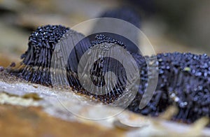 Stemonitis fusca is a species of slime mold. It fruits in clusters on dead wood and has distinctive tall brown sporangia