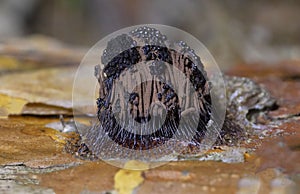 Stemonitis fusca is a species of slime mold. It fruits in clusters on dead wood and has distinctive tall brown sporangia