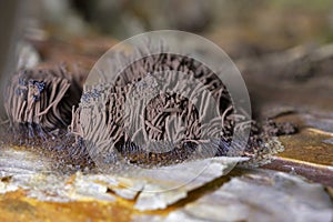 Stemonitis fusca is a species of slime mold. It fruits in clusters on dead wood and has distinctive tall brown sporangia