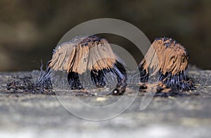 Stemonitis fusca is a species of slime mold. It fruits in clusters on dead wood and has distinctive tall brown sporangia