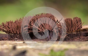 Stemonitis fusca is a species of slime mold. It fruits in clusters on dead wood and has distinctive tall brown sporangia