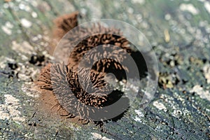 Stemonitis like hedgehog or pile of carpet. Stemonitis, known as tube slime mold on grey old oak wood.