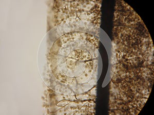 Stemonitis Slime Mold