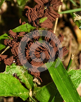 Stemonitis splendens or Chocolate Tube Slime Mold