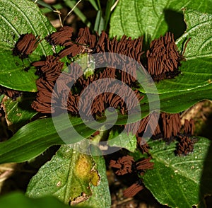 Stemonitis splendens or Chocolate Tube Slime Mold