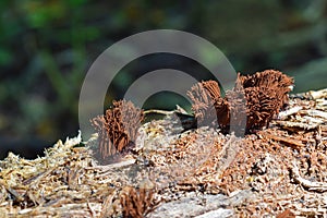 Stemonitis splendens slime mold