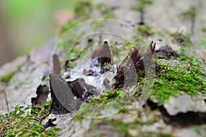 Stemonitis splendens slime mold