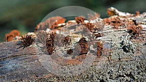 Stemonitis splendens slime mold