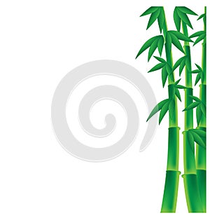 Stems of bamboo