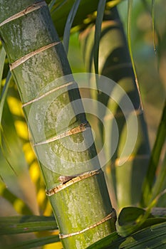 Stems of bamboo, green background