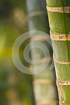 Stems of bamboo, green background