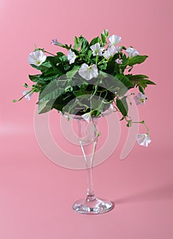 Stems of bindweed with flowers and green leaves in little glass vase on rose background