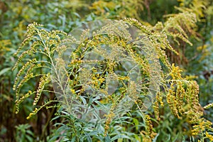 Stems of blooming Canadian goldenrod in windy overcast weather